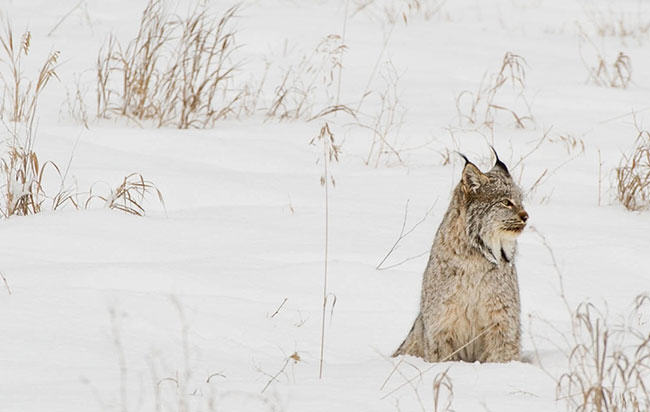 wild fur, trapping, nature, bobcat, lynx