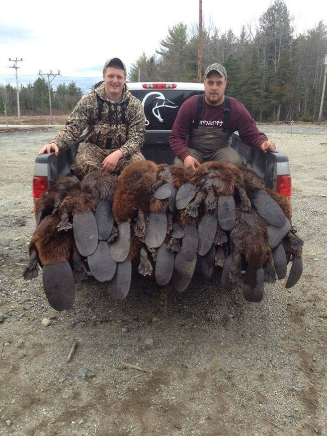 fur in the news, beavers, hunting, beaver trapping, trappers, fur, hunt