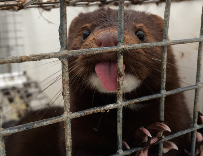 mink farm, mink mating, mink breeding