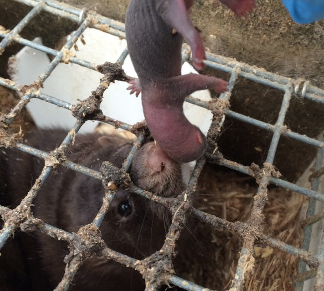 mink farm, mink kits, mink young, mink babies, whelping, weaning