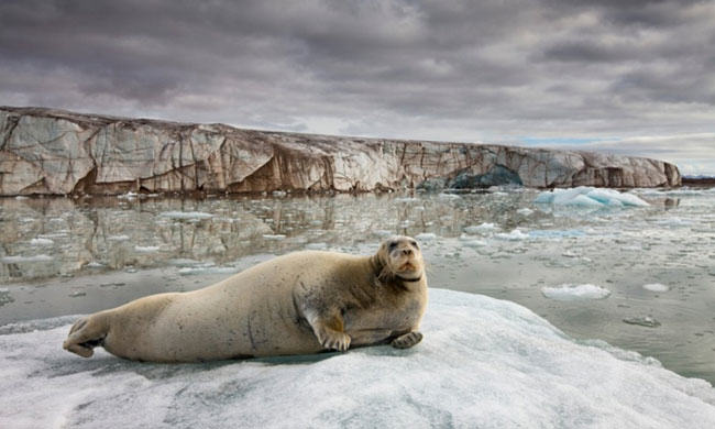 fur in the news, seal hunt, fur, wild fur