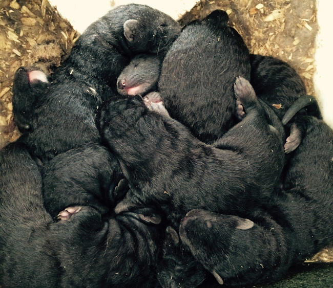 mink farm, mink kits, mink young, mink babies, whelping, weaning