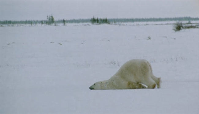 polar bear, video, bear