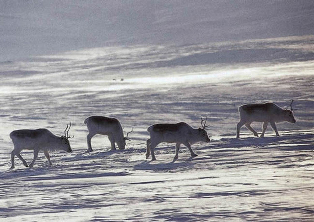 Peary caribou, facts about fur, caribou, Nunavut