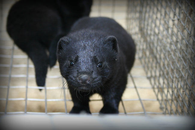 mink farm, mink kits