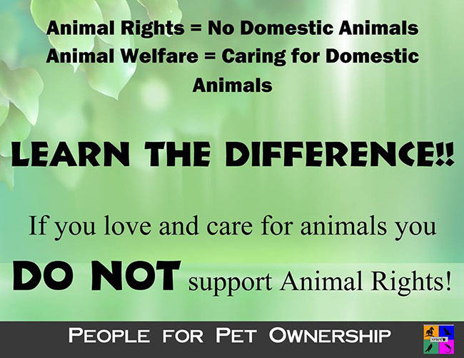 fur in the news, animal welfare, animal rights