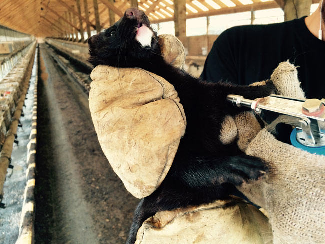 mink farm, mink kit, vaccination