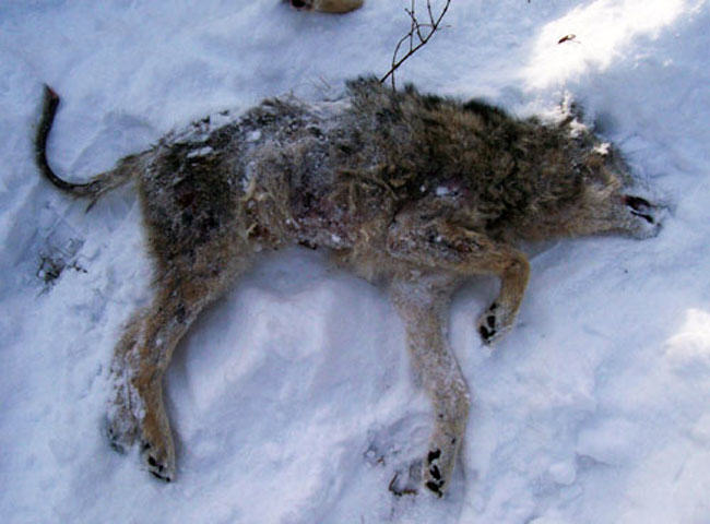 animal rights, coyote, sarcoptic mange