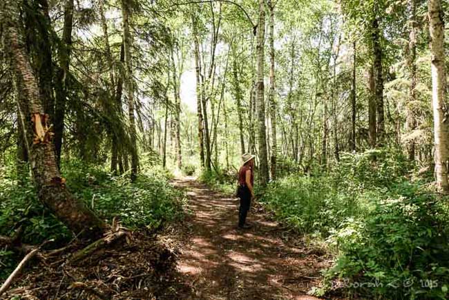 trapping wolves, canada, Ross Hinter, wildlife habitat