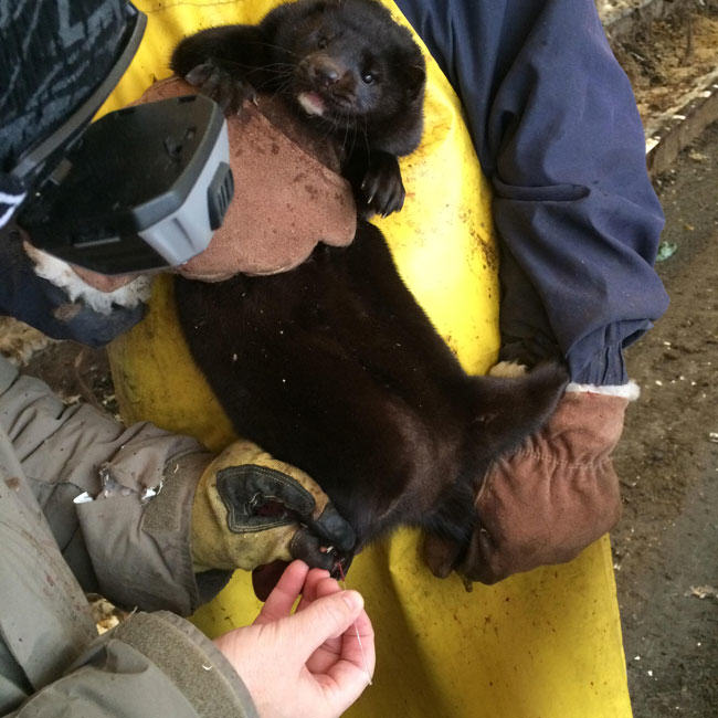 blood sample, mink, mink farm