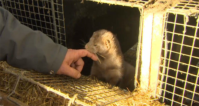 fur farming, mink farm, canada, is mink farming ethical, fur in the news