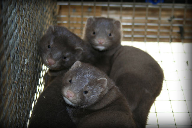 farmed mink are not skinned alive