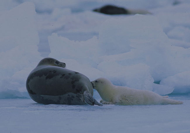 HarpSeal