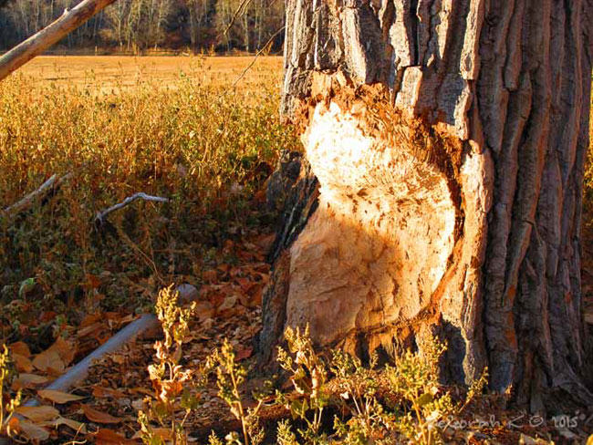 Ross Hinter, wildlife control, trapper, beaver