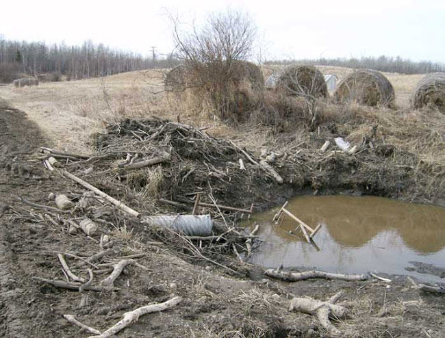 Ross Hinter, wildlife control, trapper, beaver