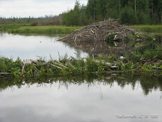 Ross Hinter, wildlife control, trapper, beaver