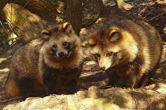 raccoon dog, Asiatic raccoon, skinned alive