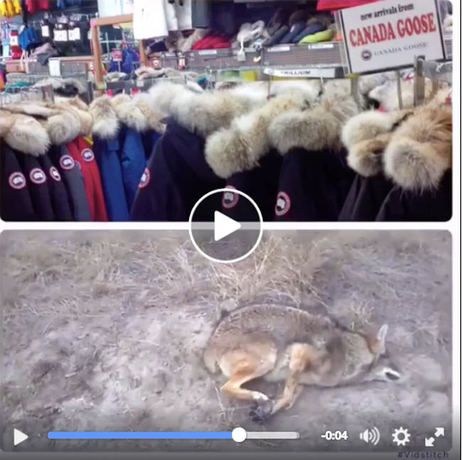 Canada Goose, Alan Herscovici, coyote, foot-hold trap, PETA