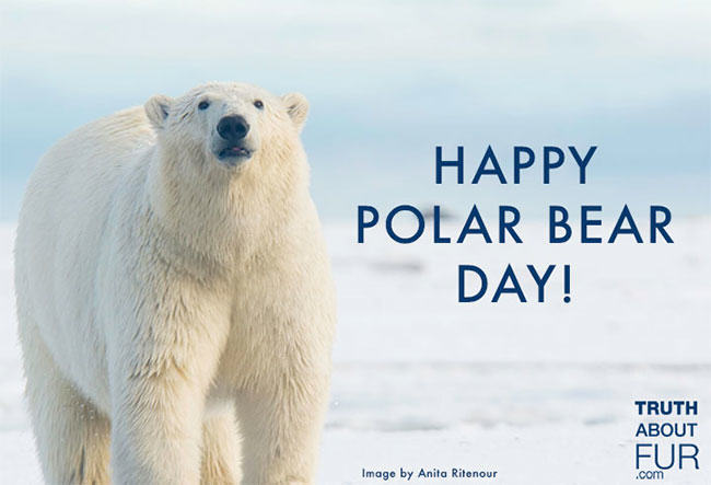 polar bear day, wildlife, fur, fur in the news