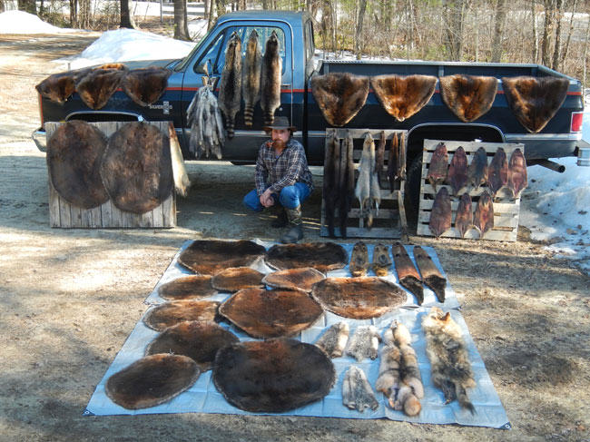 Jeff Traynor, beaver pelt, beaver fur, modern trapper, fur