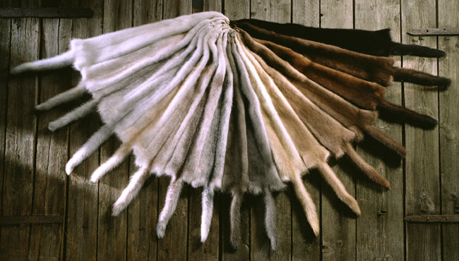 mink colours, mink fur, mink pelts