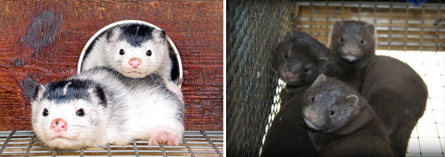 farmed-mink-siblings