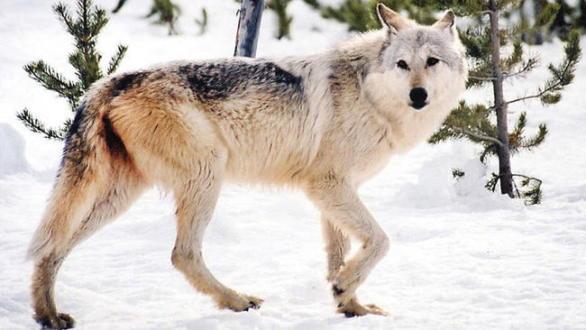 Great Lakes wolves, gray wolf
