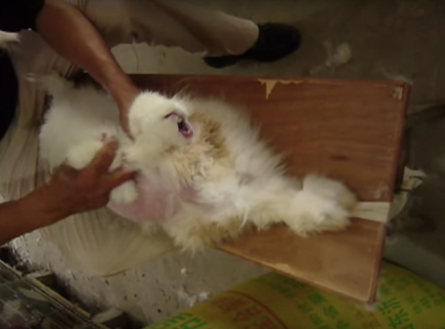 More shops ban the sale of angora wool after video exposes cruelty, The  Independent