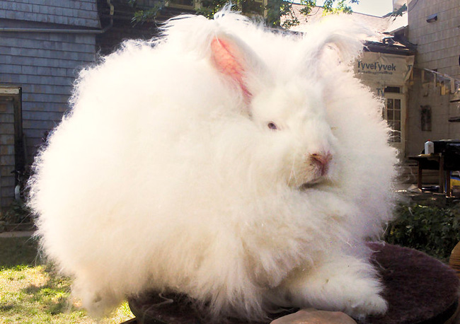 Angora rabbit, PETA, wool