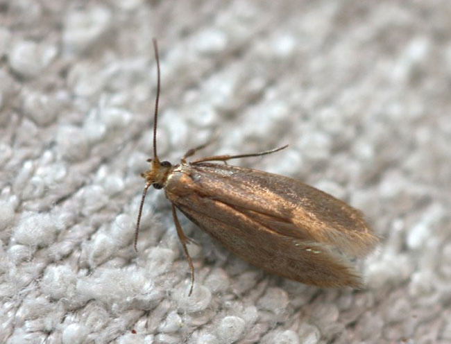 Tineola bisselliella, clothes moth, fur