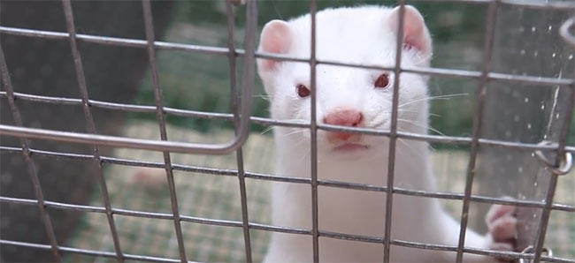 animal activists lie about mink farming