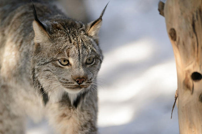 lynx, trapping, maine, trapper, fur trade, trapping victory in Montana