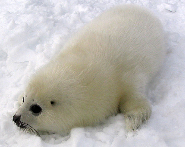 animal activists lie about baby seals