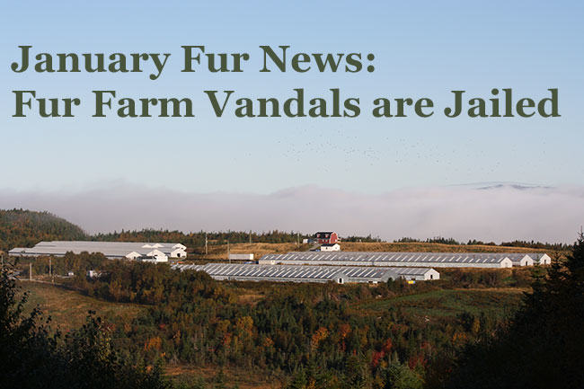 fur farm vandals, january fur in the news roundup