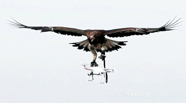 eagles, drones