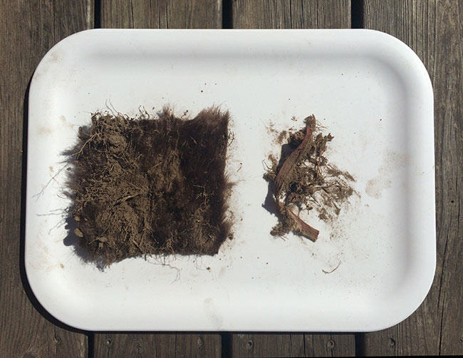 Comparing how fur biodegrades