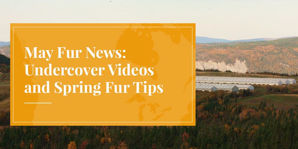 May fur news mink farm image undercover videos