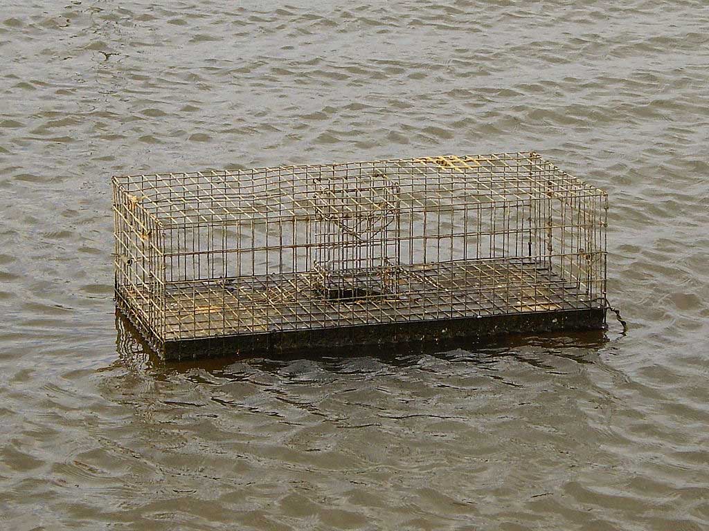 Muskrat trap in the Netherlands