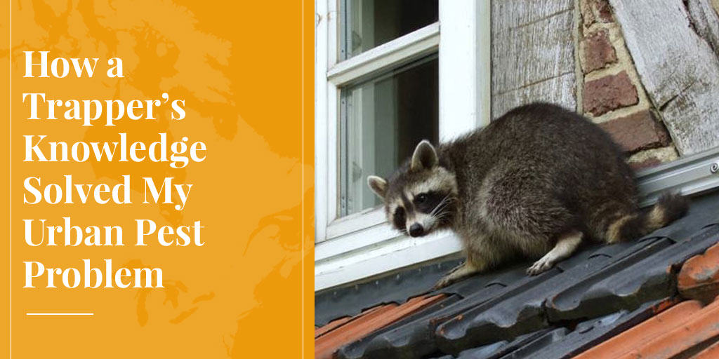 raccoon is urban pest