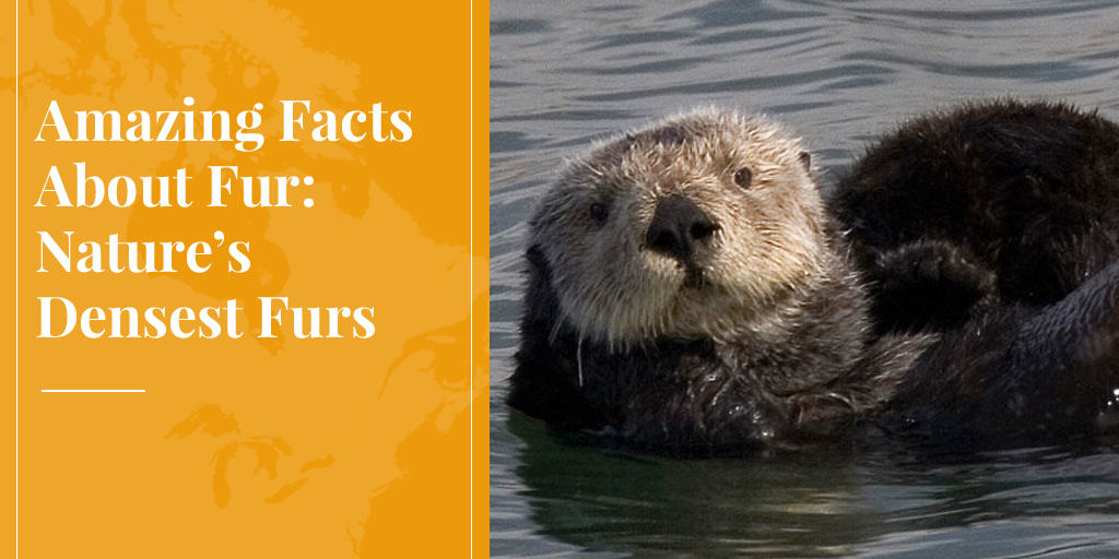 sea otters have the densest fur