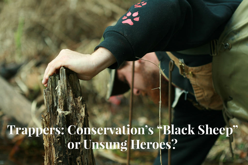 are trappers conservation's black sheep