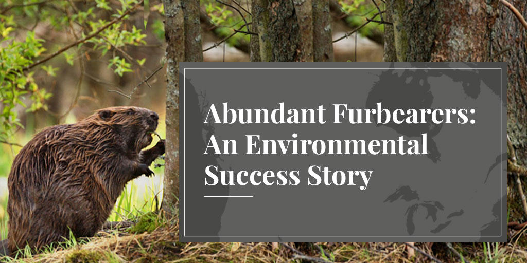 fur trade uses only abundant furbearers