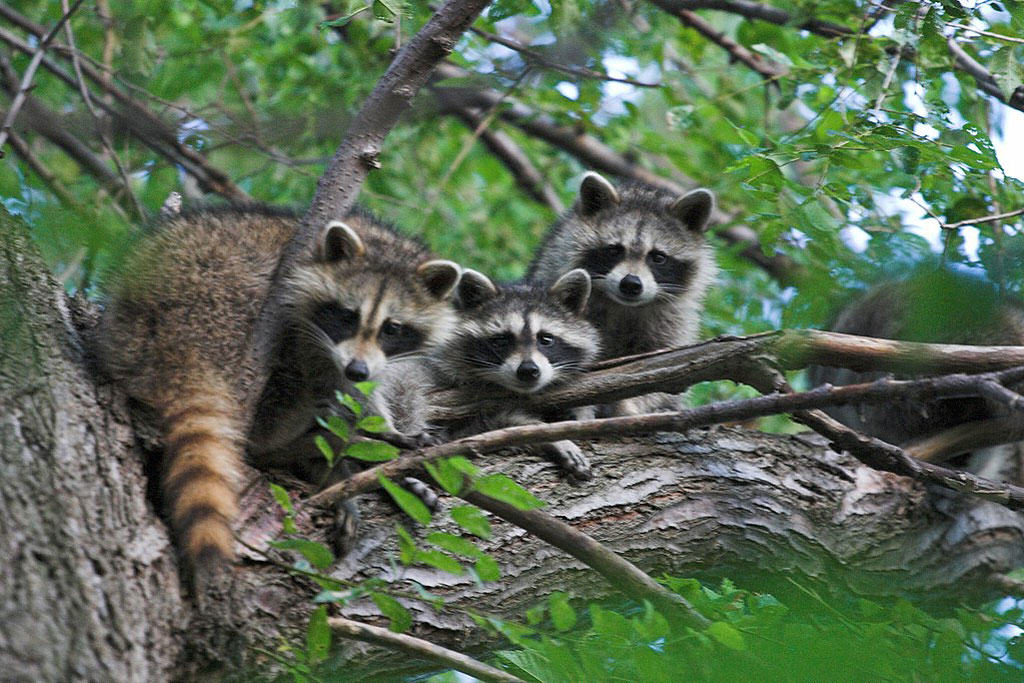 raccoons are abundant furbearers