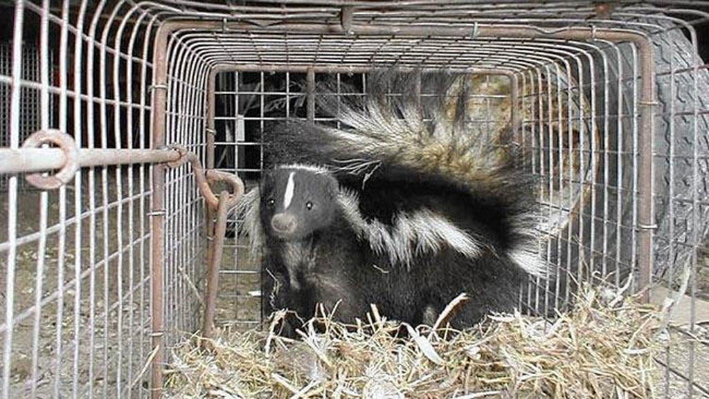 skunk trapped in Illinois