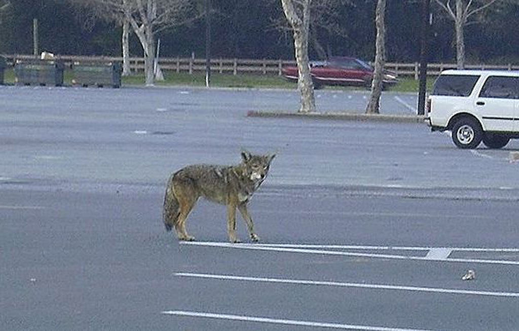 coyotes are abundant furbearers