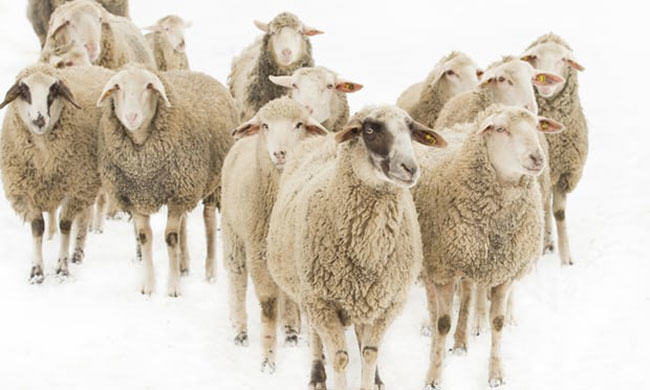 wool industry is under attack by PETA
