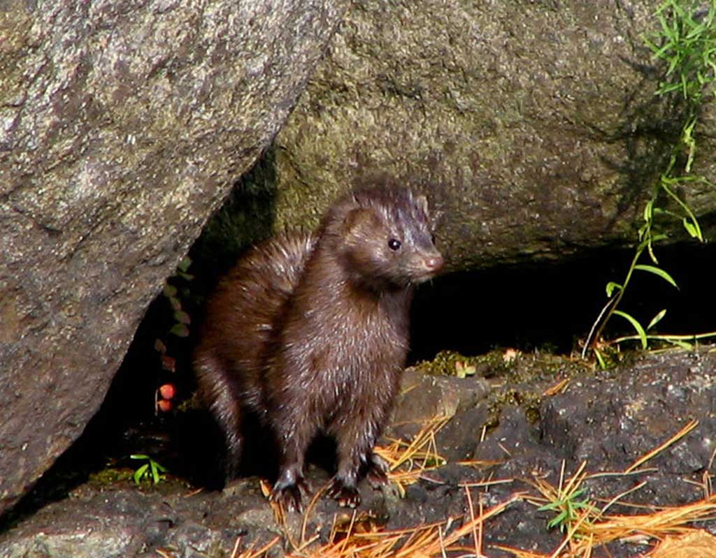 sustainability is not an issue for American mink