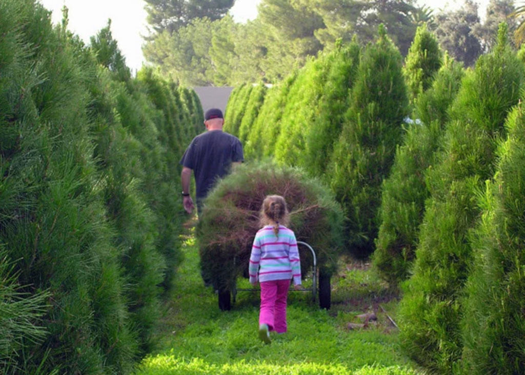 Fake trees or real trees?