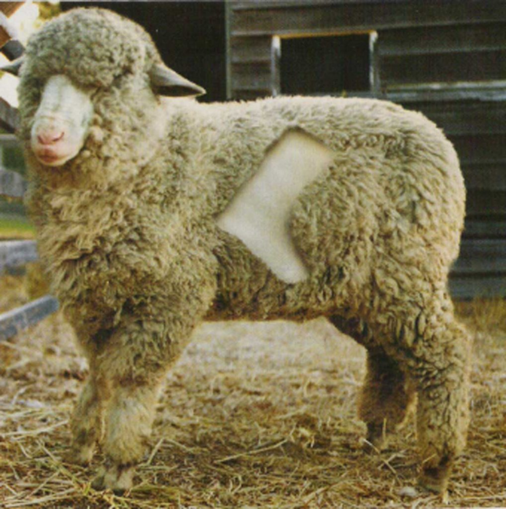 sheep fur is used to make Ugg boots