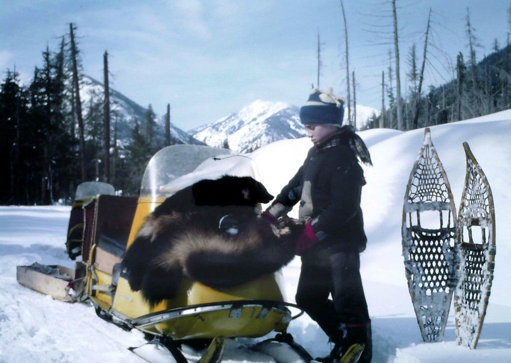 On our trapline with two wolverines